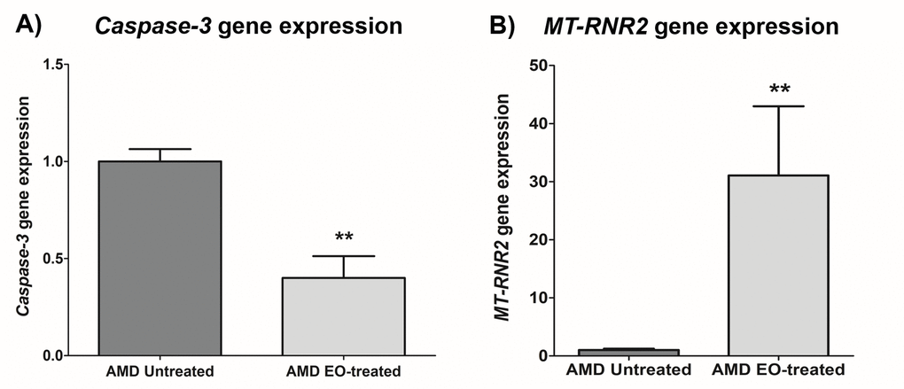 Effect of EO on Caspase-3 and MT-RNR2 gene expression. Treatment of AMD cybrids with EO reduced the gene expression of Caspase-3 (A) and up-regulated MT-RNR2 gene (B). ** indicates p