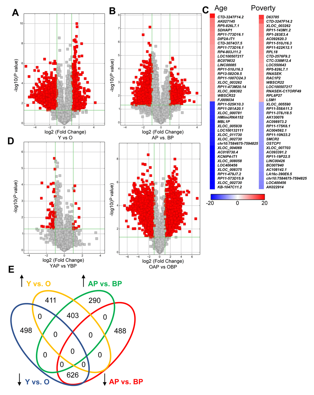 Changes in lncRNA abundance with age and poverty. The lncRNA expression levels in white young and old males (A) living above or below poverty (B) were assessed using microarrays (Table 1 for demographic details). Volcano plots show log2 fold change and P value for each lncRNA. Red indicates lncRNAs that were >2-fold change and P0.05. (A,B,D) lncRNA comparisons between groups are indicated. (C) Heat maps indicate the top fold changed lncRNAs with age and poverty. These lncRNAs are also listed in Tables 2 and 3. (E) Venn diagram of the total number of significantly increased or decreased lncRNAs for each comparison. Y, young; O, old, AP, above poverty; BP, below poverty.