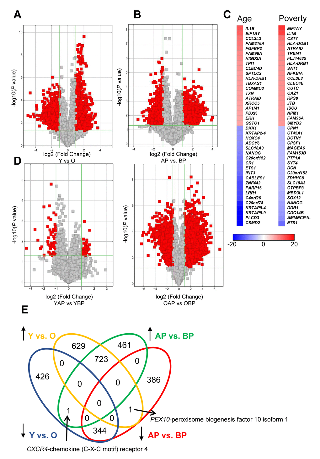 Changes in mRNA expression levels with age and poverty. The levels of expressed mRNAs in white young and old males (A) living above or below poverty (B) were assessed using microarrays. Volcano plots show log2 fold change and P value for each mRNA. Red indicates mRNAs that changed were >2-fold, with P0.05. (A,B,D) Comparisons of significantly different mRNAs between groups are indicated. (C) Heat maps indicate the top fold changed mRNAs with age and poverty. These mRNAs are also listed in Tables 4 and 5. (E) Venn diagram of the total number of significantly increased or decreased mRNAs for each comparison. Y, young; O, old, AP, above poverty; BP, below poverty