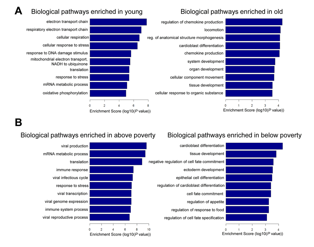 Pathway analysis for age and poverty. Differentially expressed mRNAs with age and poverty were used for gene ontology (GO) analysis using categories derived from Gene Ontology. Top biological pathways are shown for age (A) and poverty (B).