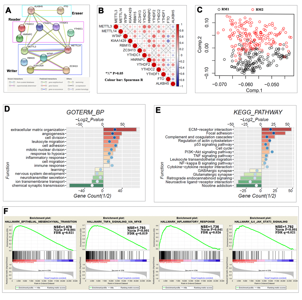 Interaction among m6A RNA methylation regulators and functional annotation of gliomas in RM1/2 subgroups. (A) The m6A modification-related interactions among the 13 m6A RNA methylation regulators. (B) Spearman correlation analysis of the 13 m6A modification regulators. (C) Principal component analysis of the total RNA expression profile in the CGGA dataset. Gliomas in the RM2 subgroup are marked with red. (D–E) Functional annotation of the genes with higher expression in the RM2 subgroup (red bar chart) or RM1 subgroup (green bar chart) using GO terms of biological processes (D) and KEGG pathway (E). (F) GSEA revealed that genes with higher expression in RM2 subgroup were enriched for hallmarks of malignant tumors.