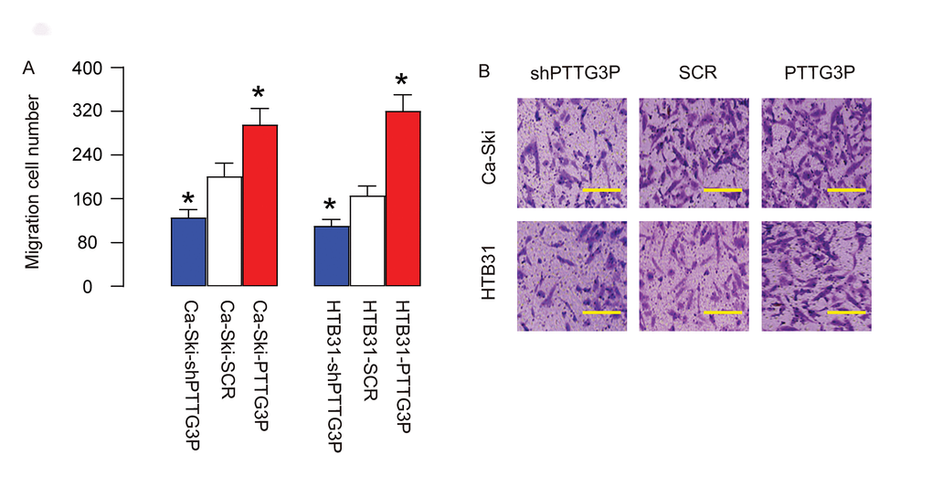 PTTG3P increases CC invasiveness. (A-B) The role of PTTG3P in CC cell invasiveness was assessed in a Transwell cell migration assay, shown by quantification (A), and by representative images (B). *p