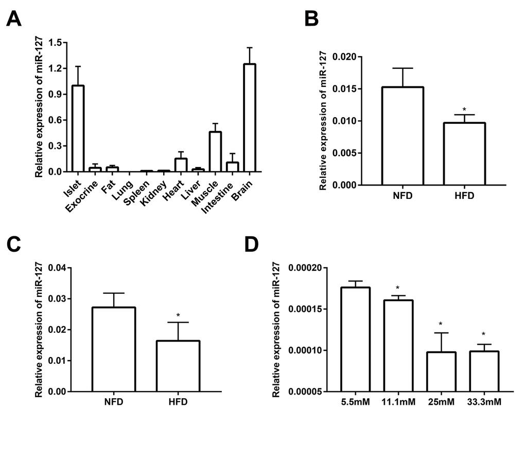 miR-127 was dominantly expressed in mouse islets. (A) QRT-PCR analysis of relative miR-127 expression in various isolated tissues from 8-week-old C57BL/6 mice (n=4). The level of miR-127 in mouse islets were measured in 5-week (B) and 20-week (C) old HFD mice and age-matched NFD mice (n=4) by qRT-PCR. NFD, normal fat diet; HFD, high fat diet. (D) MIN6 cells were cultured with the indicated concentrations of glucose (5.5, 11.1, 25, or 33.3mM) for 24 h. Subsequently, miR-127 expression was measured by qRT-PCR. U6 was used as the internal control. The values are presented as the means ± SD. *p