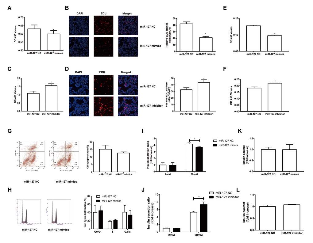 Overexpression of miR-127 attenuated cell proliferation and insulin secretion. MIN6 cells and primary islet cells were transfected with miR-127 mimics, miR-127 inhibitor or matched control. Forty-eight hours after transfection with miR-127 mimics, MIN6 cell viability was assayed by the CCK-8 assay (A) and EDU assay (B). CCK-8 assay (C) and EDU assay (D) were used to determine cell viability in MIN6 cells after transfection with miR-127 inhibitor. Primary islet cells proliferation was measured after transfection with miR-127 mimics (E) and miR-127 inhibitor (F) using CCK-8 assay. (G) Apoptosis was evaluated by flow cytometry with Annexin V-FITC and PI staining, and the quantitative analysis of apoptotic cell frequency was shown. (H) MIN6 cells were harvested and cycle distribution monitored with flow cytometry, and a quantitative analysis of the cell cycle distribution was shown. Relative level of insulin secreted in the supernatant (I, J) and cellular insulin content (K, L) were measured by ELISA and normalized by total protein content. The level of insulin in miR-127 NC group was defined as 1 and the results were shown as a relative fold of increase. The values are presented as the means ± SD. *p
