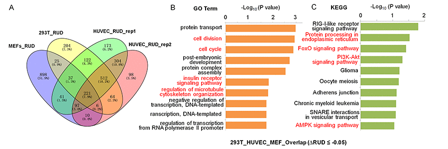 GO and KEGG enrichment analyses for 3′ UTR shortened genes shared by MEFs, 293T and HUVEC cells when knocking down SRSF3. (A) Venn diagram of 3′ UTR shortened genes (RUD-based) upon SRSF3-KD in different cells. Both the numbers and percentages were indicated. (B-C) GO term (B) and KEGG pathway (C) enrichment analysis for genes with 3′ UTR shortening shared by SRSF3-KD MEFs, 293T and HUVEC cells (221 genes in panel A). Red fonts represent functional categories related to senescence or aging.