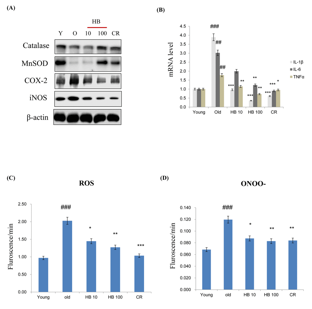 β-hydroxybutyrate (HB) decreases the expression of inflammatory proteins and activates FoxO1 expression in the kidney of aged rats. (A) Western blotting was performed to examine the protein levels of catalase, MnSOD, COX-2, and iNOS in the kidney of aged rats treated with HB and a caloric restriction (CR). Three independent experiments were performed, and similar results were obtained. (B) Expressions of genes encoding cytokines such as IL-1β, IL-6, and TNFα were analyzed using qRT–PCR (n = 4 each). Results were normalized to the GAPDH levels. ##p ###p *p **p ***p C) Levels of reactive oxygen species and (D) ONOO- assessed in the kidney of aged rats treated with HB and CR. Three independent experiments were performed, and similar results were obtained. The data are expressed as the mean ± SEM (n = 4). ###p *p **p ***p 