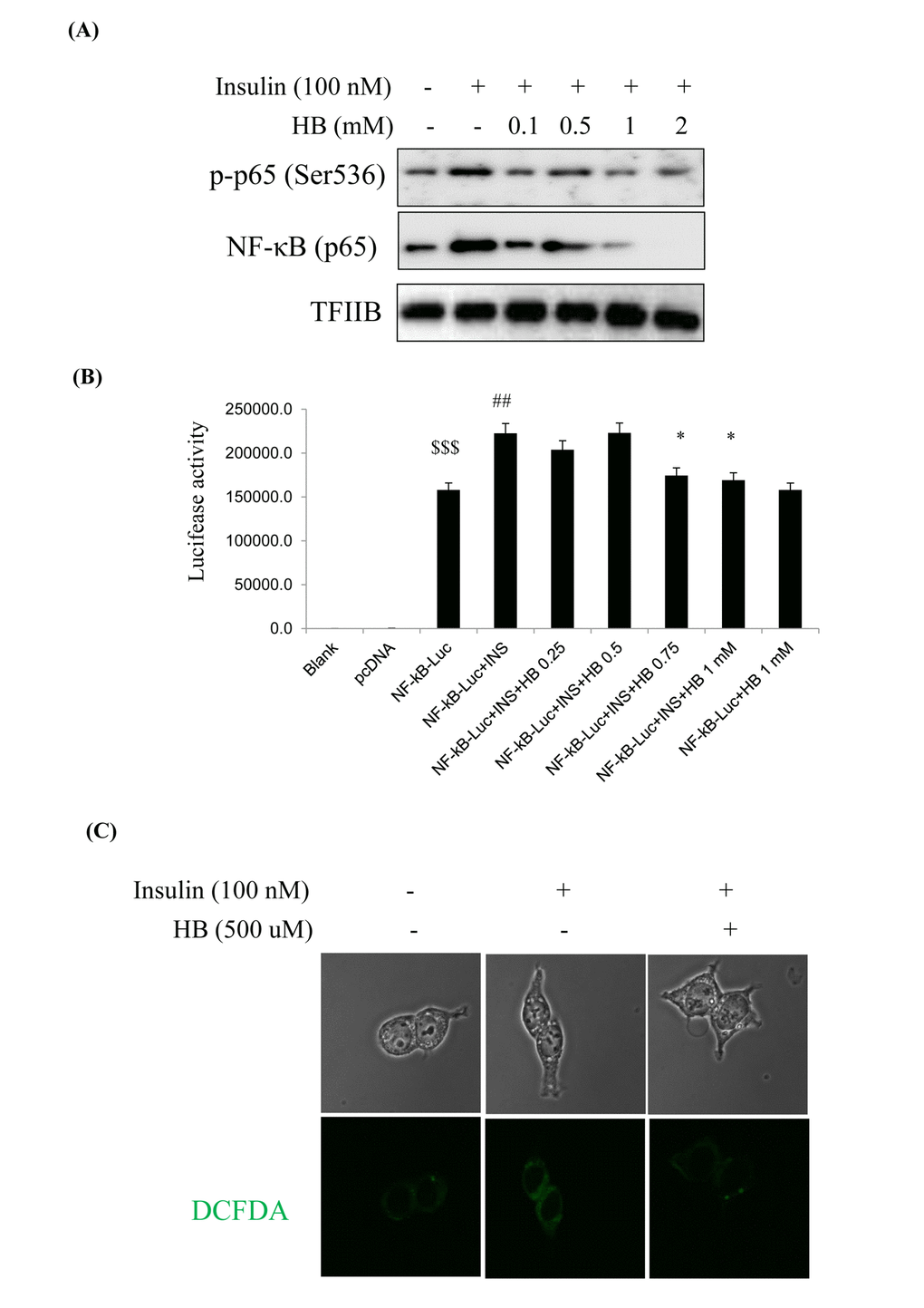β-hydroxybutyrate (HB) regulates insulin-induced inflammation. (A) Levels of p-p65 and total p65 noticeably diminished after treatment with 0.1–2 mM HB for 3 h, followed by incubation with or without 100 nM insulin for 2 h. (B) HEK293T cells were transiently transfected with a NF-κΒ and NF-κΒ-containing plasmid linked to the luciferase gene, pre-incubated with HB (0.25–1 mM) for 4 h, and then treated with insulin for 24 h. Results are presented in relative luminescence units (RLU). Results were obtained using one-factor ANOVA: $$$p##p*pC) Confocal laser microscopy analysis of intracellular ROS levels using 2’,7’-dichlorodihydrofluorescein diacetate. Cells were incubated with 100 nM insulin for 2 h after pretreatment with HB for 3 h. Panel 1, normal; panel 2, 100 nM insulin; panel 3, 100 nM insulin + 0.5 mM HB.