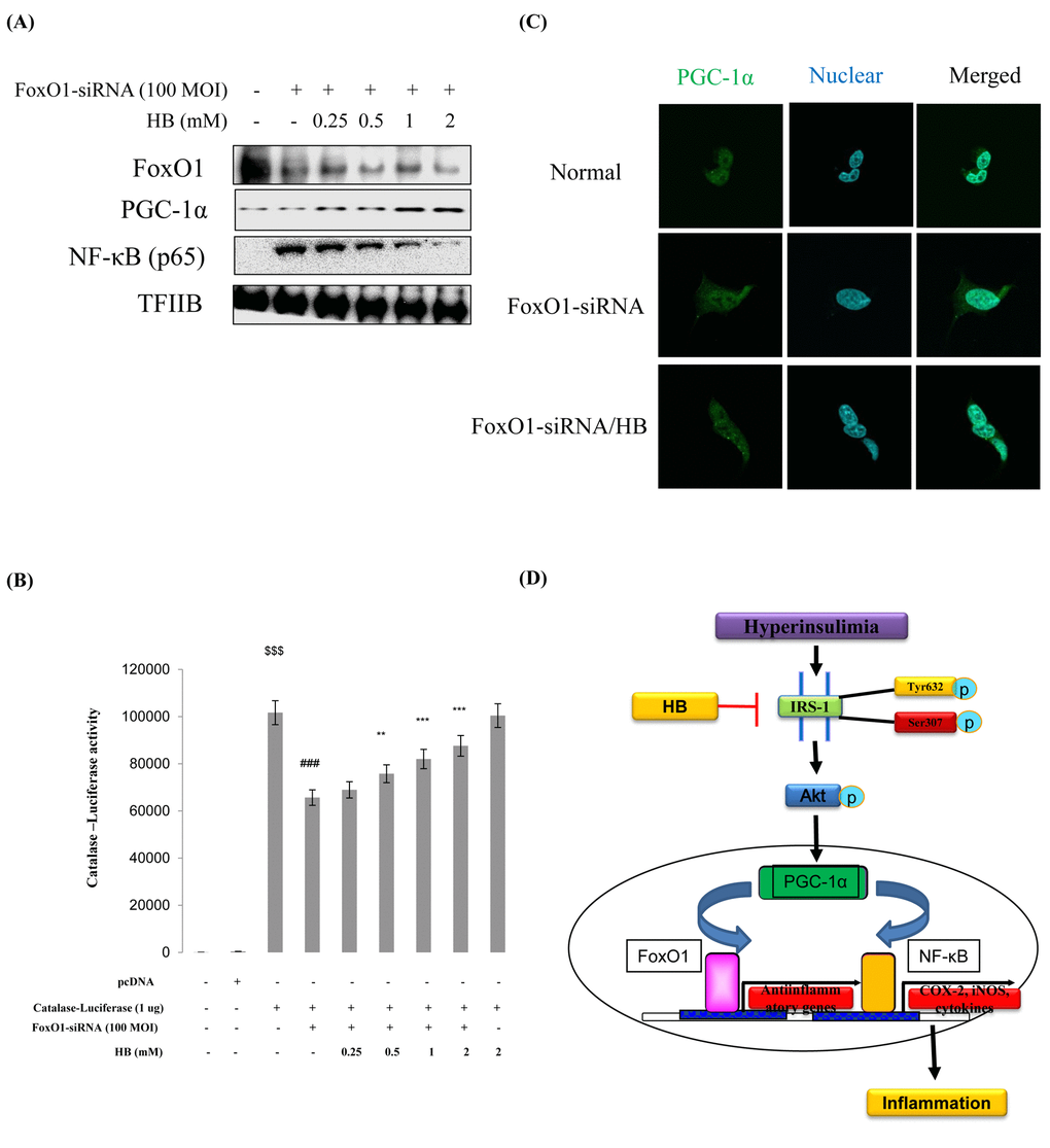 Effect of β-hydroxybutyrate (HB) on FoxO1-dependent gene expression after FoxO1 knockdown. Western blot analysis was used to assess protein levels in FoxO1 siRNA-treated HEK293T cells. (A) FoxO1, PGC-1α, and NF-κB protein levels in cells pretreated for 3 h with HB in the absence or presence of FoxO1 siRNA-transfected cells (200 MOI) for 1 day. (B) HEK293T cells were transiently transfected with a catalase-containing plasmid linked to the luciferase gene, pre-incubated with FoxO1-siRNA (100 MOI) for 24 h, and then treated with HB for 4 h. Results are presented in relative luminescence units (RLU). Results were obtained using one-factor ANOVA: $$$p###p**p***pC) HEK293T cells were pretreated with or without 0.5 mM HB for 3 h and then treated with FoxO1-siRNA (200 MOI) for 24 h. Cells were immunostained using rabbit anti-PGC-1α antibody followed by IgG conjugated with fluorescein isothiocyanate (green). Bar = 50 µm. (D) A possible mechanism underlying the effect of HB regulate NF-κB through interaction of FoxO1 and PGC-1α in aging.
