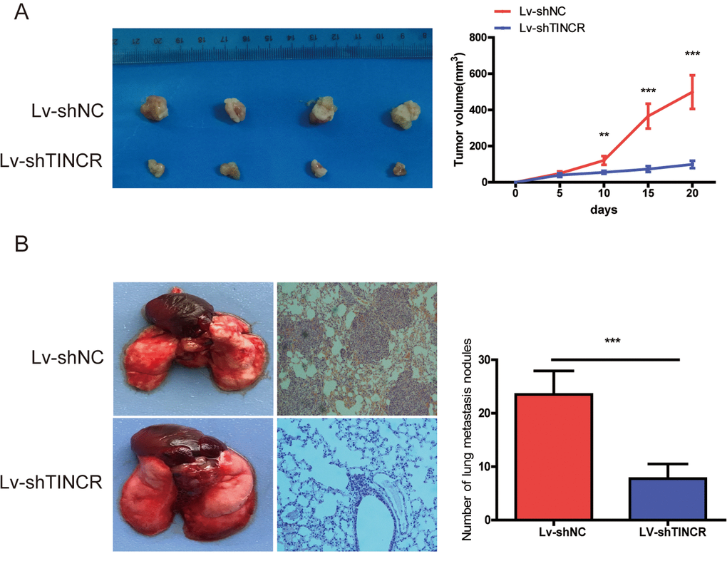 TINCR knockdown inhibited tumor growth and metastasis. (A) Subcutaneous implant model was established using TINCR stable knockdown HCT116 cells. The volume of xenograft tumors in two groups (n=4). (B) The number of metastatic nodules in the lungs of mice (three sections evaluated per lung) from two groups(n=4). Data are presented as the mean±S.D. **PP