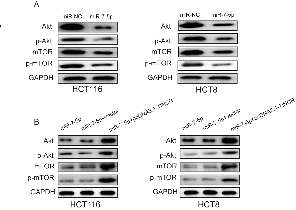 Sp1 Induced Lncrna Tincr Overexpression Contributes To Colorectal 8711