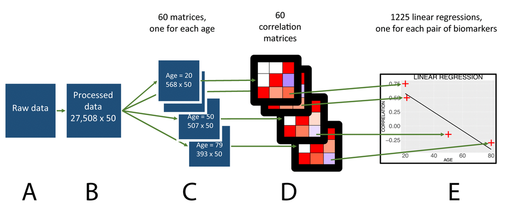 Flowchart to analyze the age trajectories of the correlations.