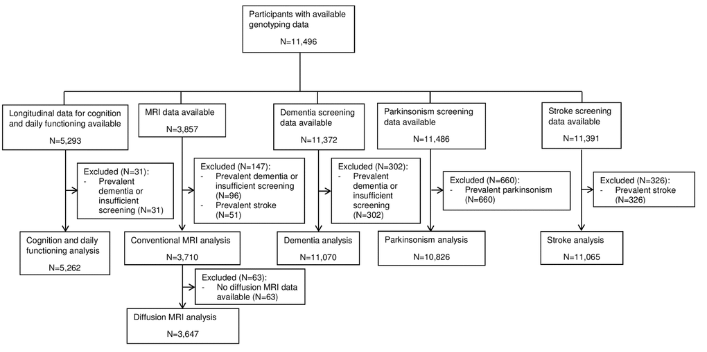 Flowchart presenting the in- and exclusions of participants in the different analyses. Abbreviations: magnetic resonance imaging (MRI).