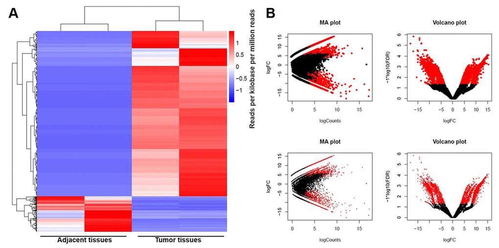 DEGs screened in GBM and adjacent tissues. (A) The distribution of genes in normal tissues and glioblastoma tissues screened by RNA sequencing using clustering analysis. (B) The distribution of genes whose change in expression of false discovery rate (FDR) 