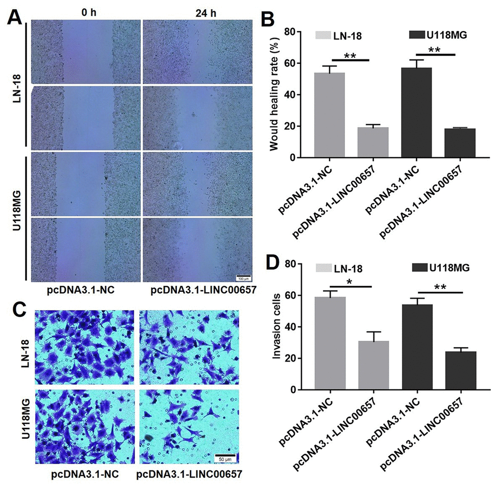 Overexpression of LINC00657 inhibited cell migration and invasion. Wound healing assay (A) and wound healing rate (B) of LN-18 and U-118MG after transfecting with pcDNA3.1-NC or pcDNA3.1-LINC00657. (C, D) Cell invasion of LN-18 and U-118MG after transfecting with pcDNA3.1-NC or pcDNA3.1-LINC00657. *P