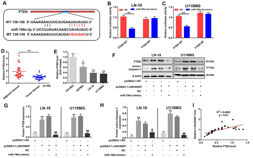 LINC00657 enhanced cell apoptosis through indirectly regulating PTEN. (A) The predicted combined sites of PTEN and miR-190a-3p. Relative luciferase activity in LN-18 (B) and U-118MG (C) transfected with PTEN WT or PTEN MT following treatment with NC or miR-190a-3p mimics. **PD) Relative PTEN levels in normal tissues (adjacent tissues of GBM patients) and GBM tumor tissues (n = 40) were detected using RT-qPCR. **PE) Relative PTEN levels in in four kinds of cells including HA1800, U-87MG, LN-18 and U-118MG. *PF) Relative expressions of PTEN and active-caspase 3 in LN-18 and U-118MG transfected with pcDNA3.1-LINC00657 or pcDNA3.1-NC following treatment with NC or miR-190a-3p mimics. (G, H) Relative expressions of PTEN and active-caspase 3 in LN-18 and U-118MG cells were quantified by Image-Pro Plus. (I) Pearson's correlation scatter plot of the expressions of LINC00657 and PTEN in NSCLC tumor tissues. **P#P##P