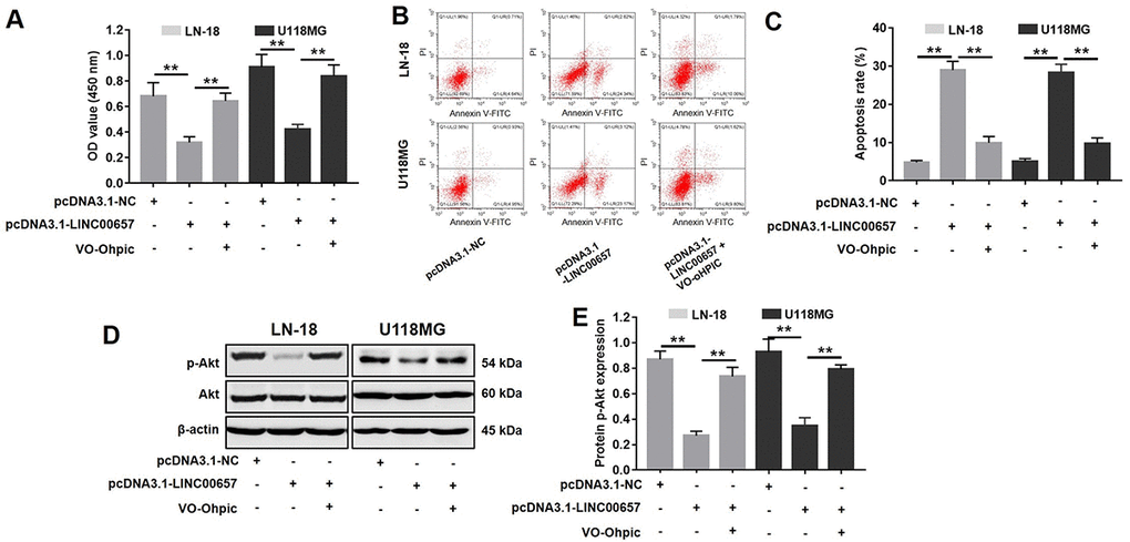 Inhibitory effects of LINC00657 on GBM tumor growth was reversed by VO-Ohpic. (A) Cell viability of LN-18 and U-118MG after transfecting with pcDNA3.1-LINC00657 with or without VO-Ohpic (100 nM) for 48 h was detected CCK-8 assay. (B) Cell apoptosis of LN-18 and U-118MG was detected with flow cytometry. (C) Apoptosis rate of LN-18 and U-118MG. (D) The protein level of p-Akt in GBM cells after transfecting with pcDNA3.1-LINC00657 with or without VO-Ohpic for 48 h was measured with western blot. (E) Relative p-Akt levels in the cells. **P