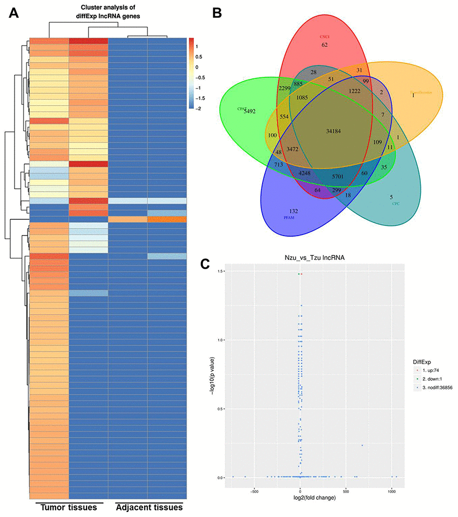 Identification of the aberrant expression of lncRNA in the NSCLC tissues. (A) Heatmap of lncRNA expression levels (log2RPKM) in two NSCLC tissue and adjacent normal tissues. (B) Code potential screening Venn diagram. (C) LncRNA differentially expressed volcano plots.
