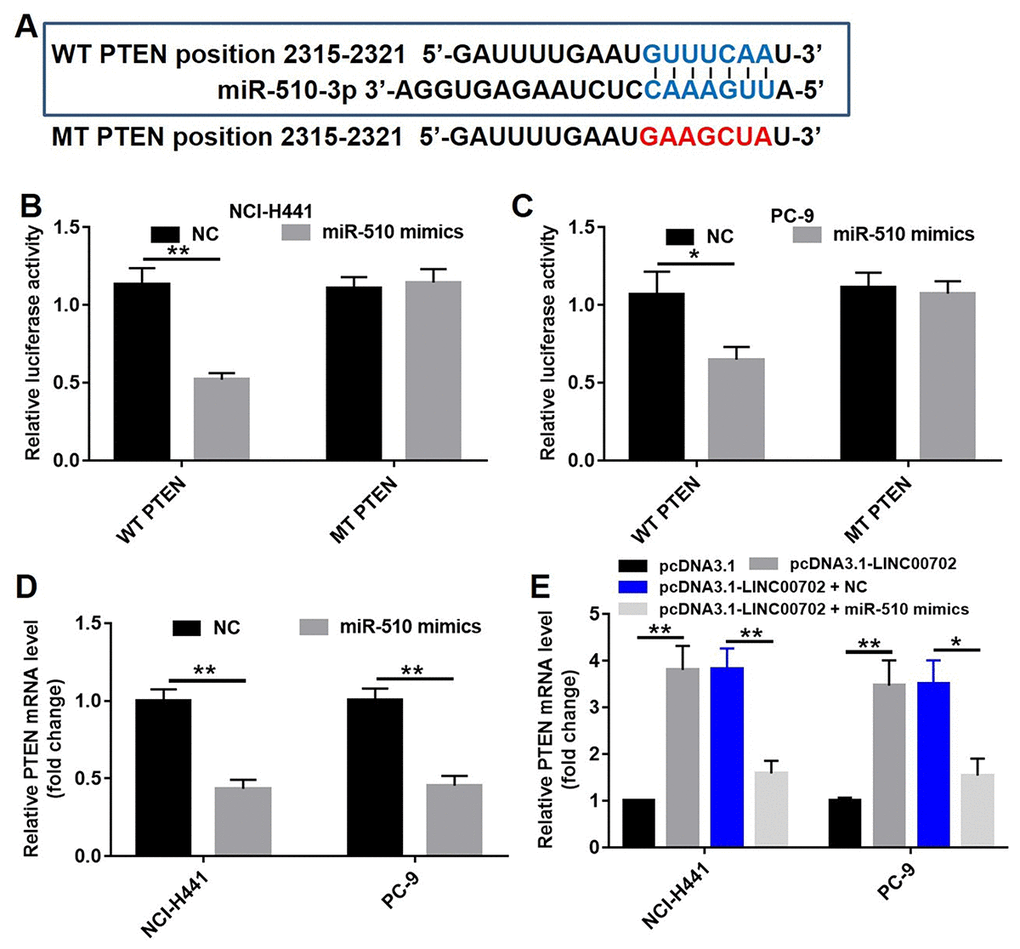 MiR-510 directly targeted PTEN gene. (A) The predicted binding sites in PTEN and miR-510 and the mutant sequence of PTEN. (B) A firefly luciferase reporter containing either wild-type (WT) or mutant (MT) PTEN was transfected with miR-510 mimics (20 nM) in NCI-H441 cells. (C) A firefly luciferase reporter containing either wild-type (WT) or mutant (MT) PTEN was transfected miR-510 mimics (20 nM) in PC-9 cells. (D) Quantitative RT-PCR analysis of relative PTEN expression levels in NSCLC cells transfected with control mimics or miR-510 mimics. (E) Quantitative RT-PCR analysis of relative PTEN expression levels in NSCLC cells transfected with pcDNA3.1-LINC00702 or/and miR-510 mimics. *P
