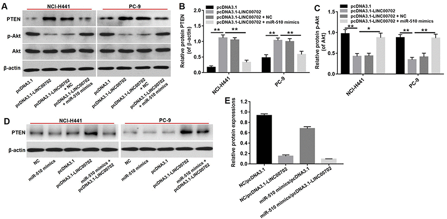 PTEN was a target gene of miR-510. (A) Western blot analysis of the expressions of PTEN, p-Akt and Akt in NSCLC cells co-transfected with pcDNA3.1-LINC00702 or/and miR-510 mimics. (B) Relative PTEN protein levels in NCI-H441 and PC-9 cells. (C) Relative p-Akt protein levels in NCI-H441 and PC-9 cells. (D) The expression of PTEN in NSCLC cells co-transfected with pcDNA3.1-LINC00702 or/and miR-510 mimics. (E) Relative PTEN expression were calculated. *P
