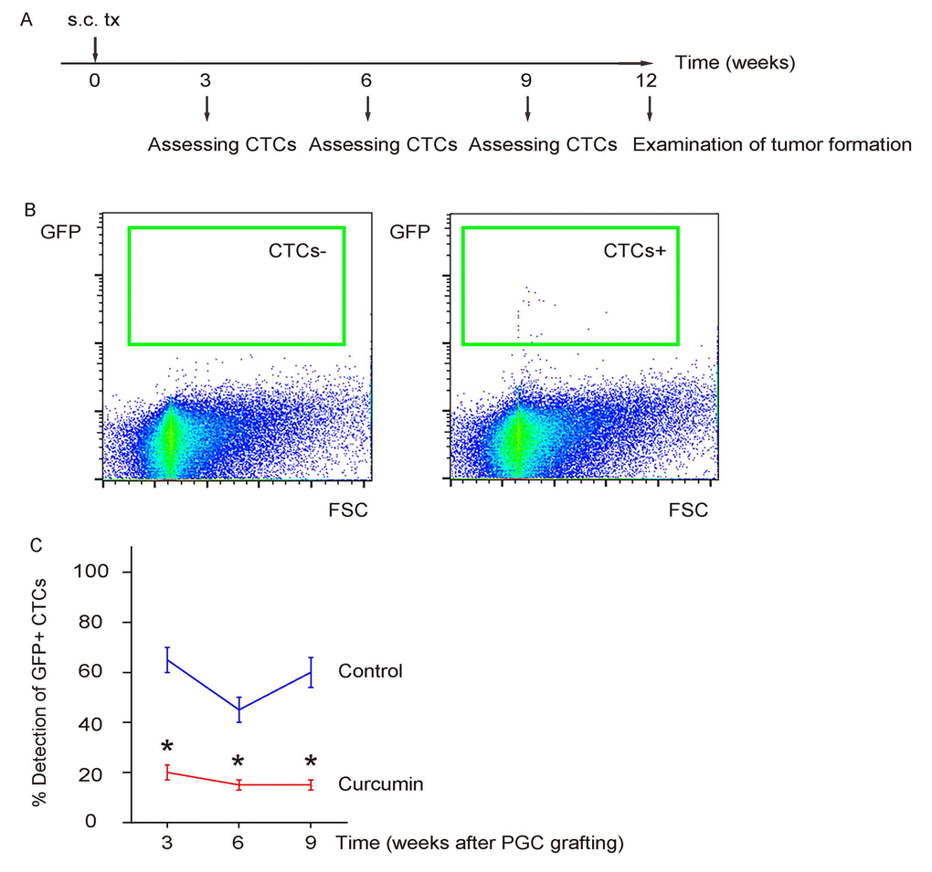 Curcumin reduces CTCs of s.c. grafted PGCs. (A) Schematic: The PGCs were subcutaneously grafted into NOD/SCID mice to generate xenografted tumor, after which some mice received liposomal Curcumin while some received liposome as controls. The presence of CTCs in the circulation was assessed by flow cytometry for GFP at 3, 6, 9 weeks after transplantation, 12 weeks after transplantation in mice with or without Curcumin treatment. (B) Representative flow charts for a negative detection or a positive detection of CTCs by flow cytometry. (C) Ratio of detection of CTCs. *p