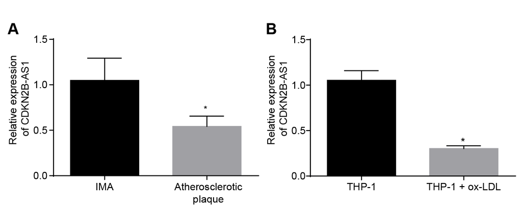 CDKN2B-AS1 is downregulated in atherosclerosis. (A) RT-qPCR was used to detect the transcriptional level of CDKN2B-AS1 in atherosclerotic plaque and IMA tissues; n = 16; (B) RT-qPCR determination of transcription level of CDKN2B-AS1 in ox-LDL-exposed THP-1 macrophage-derived foam cells and THP-1 macrophages; * p vs. the IMA tissues or THP-1 cells; the measurement data were expressed in the form of mean ± standard deviation and analyzed by unpaired t-test, the experiment was repeated 3 times; IMA, internal mammary artery; THP-1, the human monocytic leukemia cell line; RT-qPCR, reverse transcription quantitative polymerase chain reaction; CDKN, cell-dependent kinase inhibitor.
