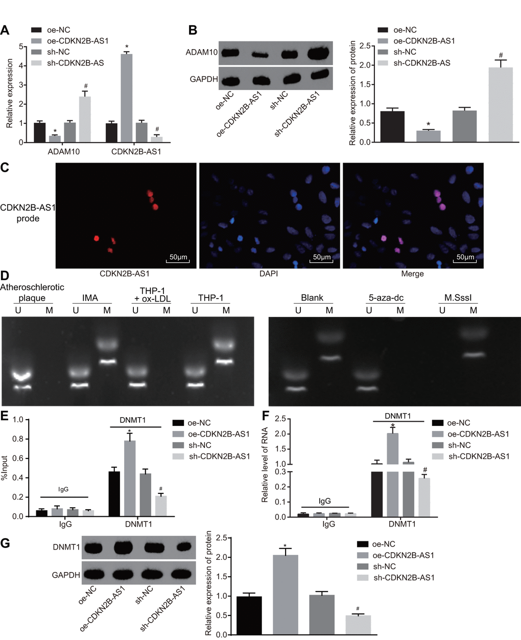 CDKN2B-AS1 promotes ADAM10 methylation by recruiting DNMT1. (A) the expression of CDKN2B-AS1 and transcription level of ADAM10 in cells infected with lentiviral vector expressing oe-CDKN2B-AS1 or sh-CDKN2B-AS1 determined by RT-qPCR; (B) Western blot analysis was used to detect the protein band and level of ADAM10 in cells infected with lentiviral vector expressing oe-CDKN2B-AS1 or sh-CDKN2B-AS1; (C) FISH was used to detect CDKN2B-AS1 localization in cells (× 200); (D) MS-PCR was used to detect the electrophoresis band of ADAM10 methylation level in atherosclerotic plaque, IMA tissues and ox-LDL-exposed THP-1 macrophages or ox-LDL-exposed THP-1 macrophages treated with 5-aza-dc or M.SssI; (E) CHIP assay to detect the output percentage of ADAM10 in cells infected with lentiviral vector expressing oe-CDKN2B-AS1 or sh-CDKN2B-AS1; (F) RIP assay to detect the output percentage of CDKN2B-AS1 in cells infected with lentiviral vector expressing oe-CDKN2B-AS1 or sh-CDKN2B-AS1; (G) RNA pull down to detect the DNMT1 protein pulled down by lncRNA CDKN2B-AS1 in cells infected with lentiviral vector expressing oe-CDKN2B-AS1 or sh-CDKN2B-AS1; In panel D, U represents the un-methylated lane, and M is representative of the methylation lane; * p vs. the oe-NC group; # p vs. the sh-NC group; the measurement data were expressed in the form of mean ± standard deviation and analyzed by one-way ANOVA, the experiment was repeated 3 times; THP-1, the human monocytic leukemia cell line; RT-qPCR, reverse transcription quantitative polymerase chain reaction; CDKN, cell-dependent kinase inhibitor; ANOVA, analysis of variance; ELISA, enzyme linked immunosorbent assay; RIP, RNA-binding protein immunoprecipitation; FISH, fluorescence in situ hybridization; CHIP, chromatin immunoprecipitation; MS-PCR, methylation-specific PCR.
