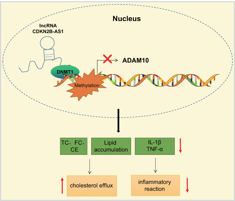 LncRNA CDKN2B-AS1 inhibits the transcription of ADAM10 via DNMT1-mediated ADAM10 DNA methylation, consequently preventing inflammatory response of atherosclerosis and promoting cholesterol efflux.