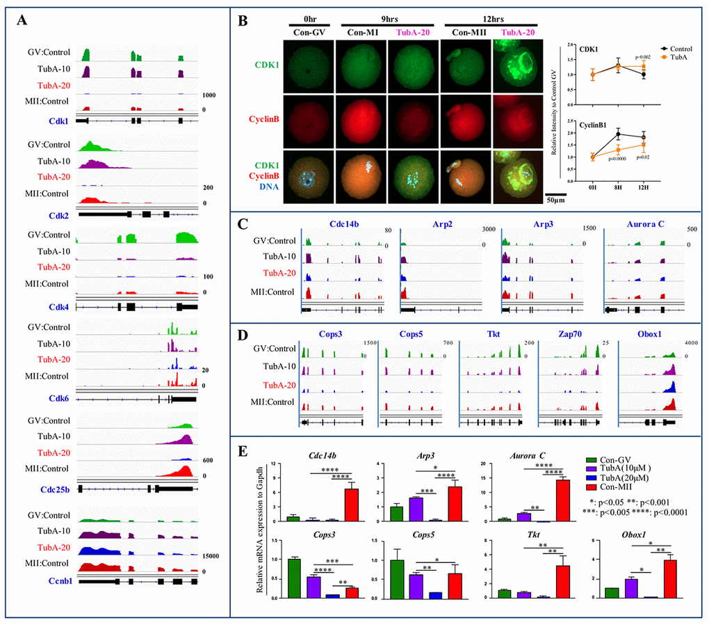 Mechanistic target of maturation promoting factor (MPF) signaling is dysregulated in TubA-treated oocytes. (A) Cyclin-dependent kinase (Cdk1, 2, 4, 6, Cdc25b, and Ccnb1) mRNA expression profiles using IGV. (B) Confocal immunofluorescence analysis of CDK1 (green) and Cyclin B (red) in oocytes with/without TubA exposure during in vitro maturation at 0 h, 9 h, and 12 h. The experiment was repeated three times. DNA was stained with DAPI (blue). Right indicates quantification of each staining density. (C, D) mRNA expression profiles of cytokinesis- and MI arrest-related factors in mouse oocyte profiles in matched pairs of TubA (10 or 20 μM)-treated (TubA/GV pairs) versus untreated control groups (MII/GV pairs). (E) Confirmation of DEGs obtained from RNA-seq. Bar graph showing relative gene expression obtained from qRT-PCR analysis of selected genes. *, **, ***, and **** represent genes displaying statistically significant changes in expressions.
