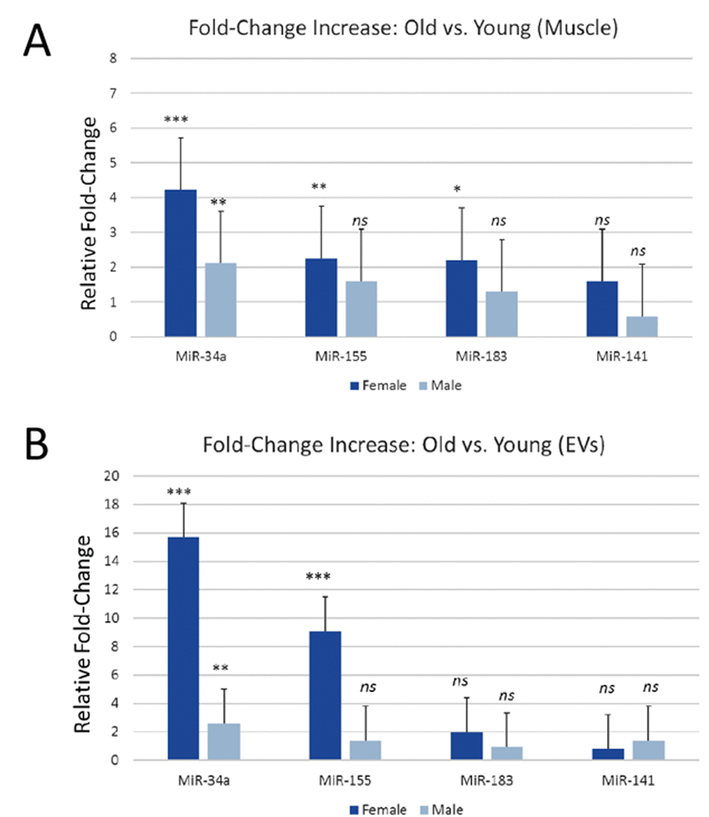 miR-34a is increased in mouse skeletal muscle and in serum EVs with age. (A) Expression levels of miR-34a, miR-155, miR-183, and miR-141 in skeletal muscle of young and aged male and female mice. (B) Expression levels of miR-34a, miR-155, miR-183, and miR-141 in serum EVs from young and aged male and female mice. *P