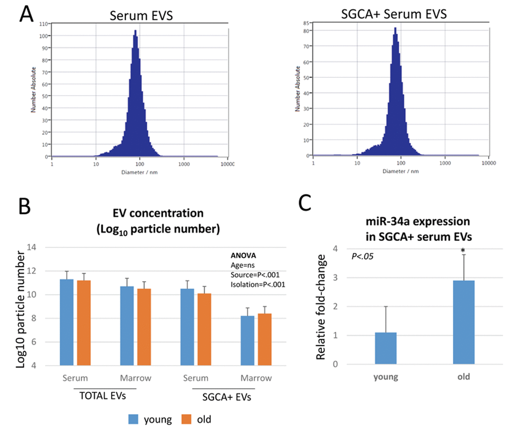 miR-34a is increased with age in muscle-derived, alpha-sarcoglycan positive (SGCA+) EVs. (A) Representative particle distribution histograms from nanoparticle tracking analysis showing similar particle sizes between serum EVs and SGCA+ serum EVs. (B) Particle concentrations of SGCA+ EVs are significantly lower than total serum EVs, and SGCA+ EVs in bone marrow are significantly less abundant than SGCA+ EVs in serum. (C) SGCA+ EVs show a significant increase in miR-34a expression with age.