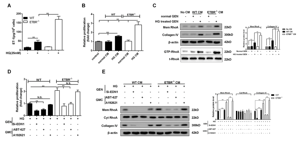 HG conditioned media (CM) of ETBR-/- GENs promoted mesangial cell proliferation and ECM formation. (A) After 24 h of HG (25mM) treatment, ET-1 level in primary GENs of ETBR-/- mice and WT mice was detected by ELISA. CM was collected for the culture of SV40 MES13 cells. **pB-C) WT or ETBR-/- CM GEN was used to cultivate SV40 MES13 cells for 24 h. SV40 MES13 cells in control group was cultured in HG serum-free medium. The proliferation of SV40 MES13 cells was detected in control, WT normal CM, WT HG CM, ETBR-/- normal CM and ETBR-/- HG CM groups by MTT assay. RhoA level on SV40 MES13 cells membrane and Collagen IV secretionwere detected in control, WT normal CM, WT HG CM, ETBR-/- normal CM and ETBR-/- HG CM groups by western blot. GTP-RhoA level (the activity of Rho) was detected using Rhotekin RBD-agrose by Rho-pull down assay. **p-/- CM. N=3. (D-E) GENs were transfected with 50 nM si-EDN1 for 18 h, and HG medium was used to culture GENs for 24 h, then the CM was collected for the culture of mesangial cells. 25 μM ABT-627 (blocking agent of ET-1/ETAR pathway) or 25μM A192621 (blocking agent of ET-1/ETBR pathway) was added to the medium for the culture of mesangial cells. The proliferation of mesangial cells was detected by MTT assay, and mem RhoA, cyt RhoA, collagen IV protein levels were detected by western blot. **p