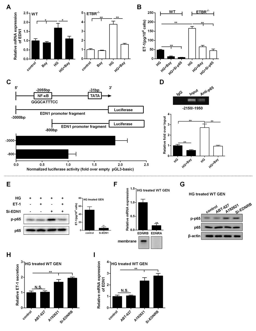 p65 promoted the transcription of EDN1, and ET-1/ETBR modulated ET-1 through NF-kappaB. (A) WT GENs or ETBR-/- GENs were treated with HG or 10 μM Bay or HG+10 μM Bay for 24 h. mRNA expressions of EDN1 in WT or ETBR-/- GENs were detected in control, Bay, HG, HG+Bay groups. *pB) Extracellular secretion of ET-1 was detected in HG, HG+Bay and HG+si-p65 groups. **pC) CHO cells were co-transfected with p65-expressing vector and pGL3 vector carrying different promoters of EDN1, and empty pGL3 basic was used as control. After 48 h of transfection, EDN1 promoter activity was detected by dual-Luciferase Reporter Assay System. (D) WT or ETBR-/- GENs were treated with HG or HG+10 μM Bay for 24 h. ChIP assay showed p65 could bind with the segments at this region in HG-treated GENs. Under HG condition, inhibition of NF-kappaB significantly decreased the binding efficiency of this region. **pE) After GENs treated with HG for 6 h, 1 nM ET-1 was added into GENs and cultured for 18 h. So, GENs was treated with HG for 24 h in total. ET-1 secretion in GENs was detected in control and si-EDN1 group. p-p65 expression was detected in HG group, HG+ET-1 group, HG+si-EDN1 group, and HG+ET-1+si-EDN1 group. **pF) After WT GENs treated with HG for 24 h, mRNA level of ETAR and ETBR were detected in HG treated WT GENs. ETAR and ETBR protein levels were detected in the membrane of WT GENs. **pG-I) WT GENs were treated with HG, ABT-627 (25 μM), or A192621 (25 μM) for 24 h. Or WT GENs were transfected with 100 nM si-ETBR, then treated with HG for 24 h. p-p65 and p65 protein levels, ET-1 secretion level and EDN1 mRNA expression were detected in control, ABT-627, A192621 and si-ETBR groups.**p