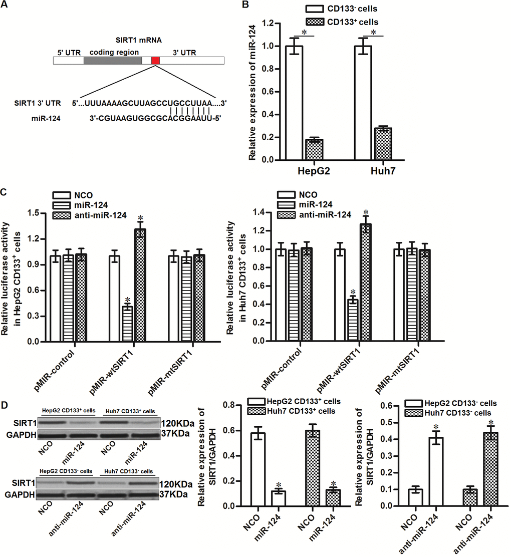 SIRT1 is targeted by miR-124 in HCC. (A) Complementary sequence of SIRT1 3’ UTR paired with miR-124. (B) Expression of miR-124 in CD133+ and CD133- HepG2 and Huh7 cells was detected by qRT-PCR. (C) Effect of miR-124 mimics and inhibitors on changing the luciferase activities of pMIR plasmid contained SIRT1 3’ UTR. *Pvs. NCO group. (D) CD133+ and CD133- HepG2 and Huh7 cells were transfected with miR-124 (50 pmol/mL) or anti-miR-124 (50 pmol/mL) for 24h. Western blot analysis was then performed to detect the expression of SIRT1 in these cells. *Pvs. NCO group.