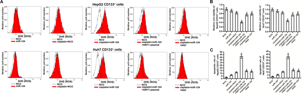 miR-124 enhanced the cisplatin-induced cytoxocity against CD133+ HCC cells through SIRT1/ROS pathway. (A) CD133+ HepG2 and Huh7 cells were treated with miR-124 (50 pmol/mL), SIRT1 plasmid (2 μg/mL) and NAC (2 mM). 24h later, these cells were treated with cisplatin (10 μM) for another 48 h. Cellular ROS was detected by flow cytometry. (B) CD133+ HepG2 and Huh7 cells were treated with miR-124 (50 pmol/mL), SIRT1 plasmid (2 μg/mL) and NAC (2 mM). 24h later, these cells were treated with cisplatin (10 μM) for another 48 h. Cell viability was detected by MTT assays. *Pvs. cisplatin + NCO group. #Pvs. cisplatin + miR-124 group. (C) CD133+ HepG2 and Huh7 cells were treated with miR-124 (50 pmol/mL), SIRT1 plasmid (2 μg/mL) and NAC (2 mM). 24h later, these cells were treated with cisplatin (10 μM) for another 48 h. Flow cytometry analysis was then performed to detect the cell apoptotic rate. *Pvs. cisplatin + NCO group. #Pvs. cisplatin + miR-124 group.