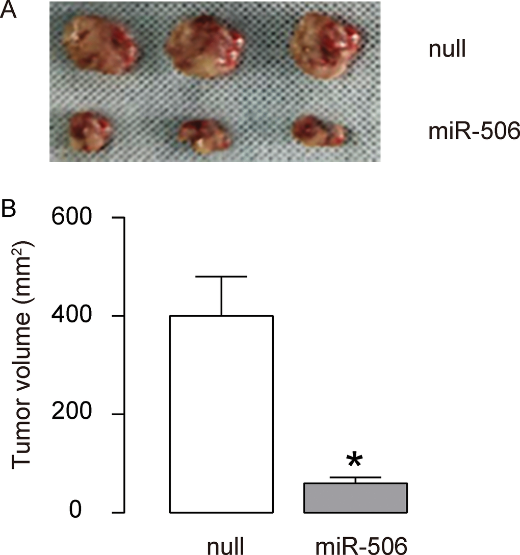 Re-activation of miR-506 inhibits the gastric carcinoma xenograft tumor growth in vivo. (A–B) To further assess the function of miR-506 in gastric carcinoma growth in vivo, we used a xenograft model in which null or miR-506-transfected AGS cells were transplanted subcutaneously into nude mice. The tumor size was determined at 30 days after transplantation. The results were shown by representative images (A) and by quantification (B). *p