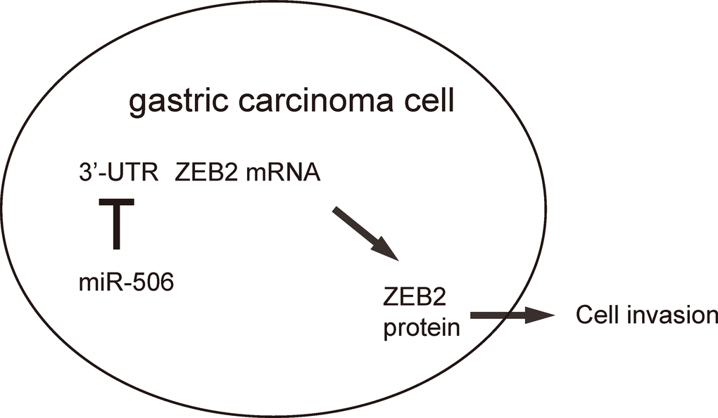 Schematic of the study. miR-506 may function as a tumor suppressor by targeting and suppressing ZEB2 protein translation in gastric carcinoma.