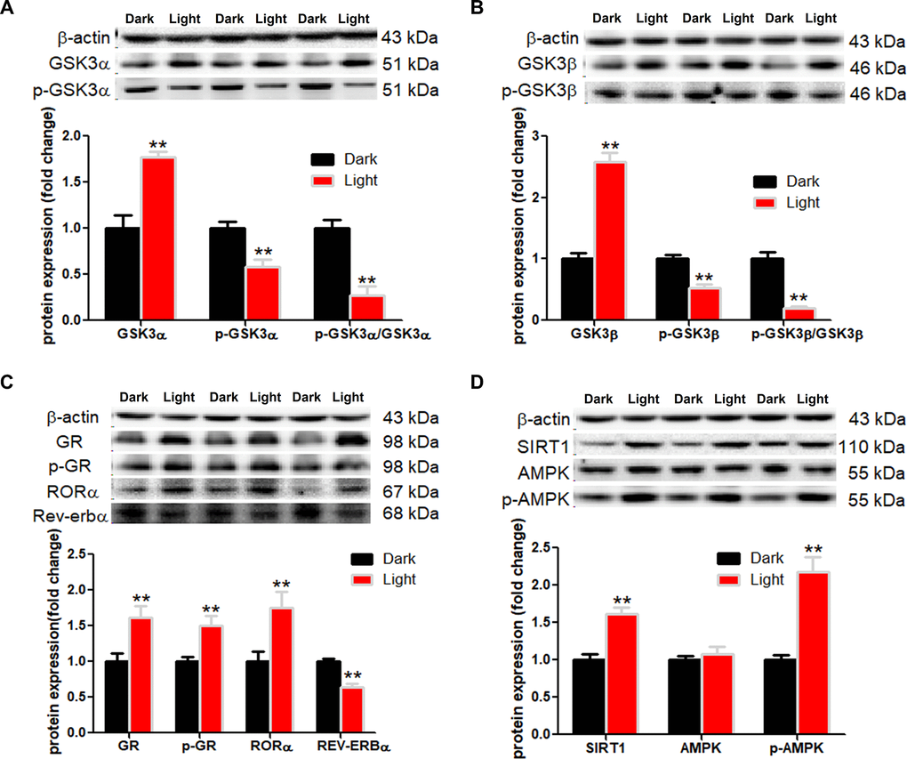 White LED light activates GSK3 and nuclear receptor GR, RORα in HT-22 cells. (A–B) Protein content of total and phospho-GSK-3α/β (Ser21/9). Significant decrease of p-GSK3/GSK3 ratio in Light group indicates activation of both GSK3α and GSK3β; (C) Protein content of GR, phospho-GR, RORα and REV-ERBα, showing up-regulation of both GR and RORα in Light group; (D) Protein content of SIRT1, AMPK and phospho-AMPK. Values are means ± SEM. **p 