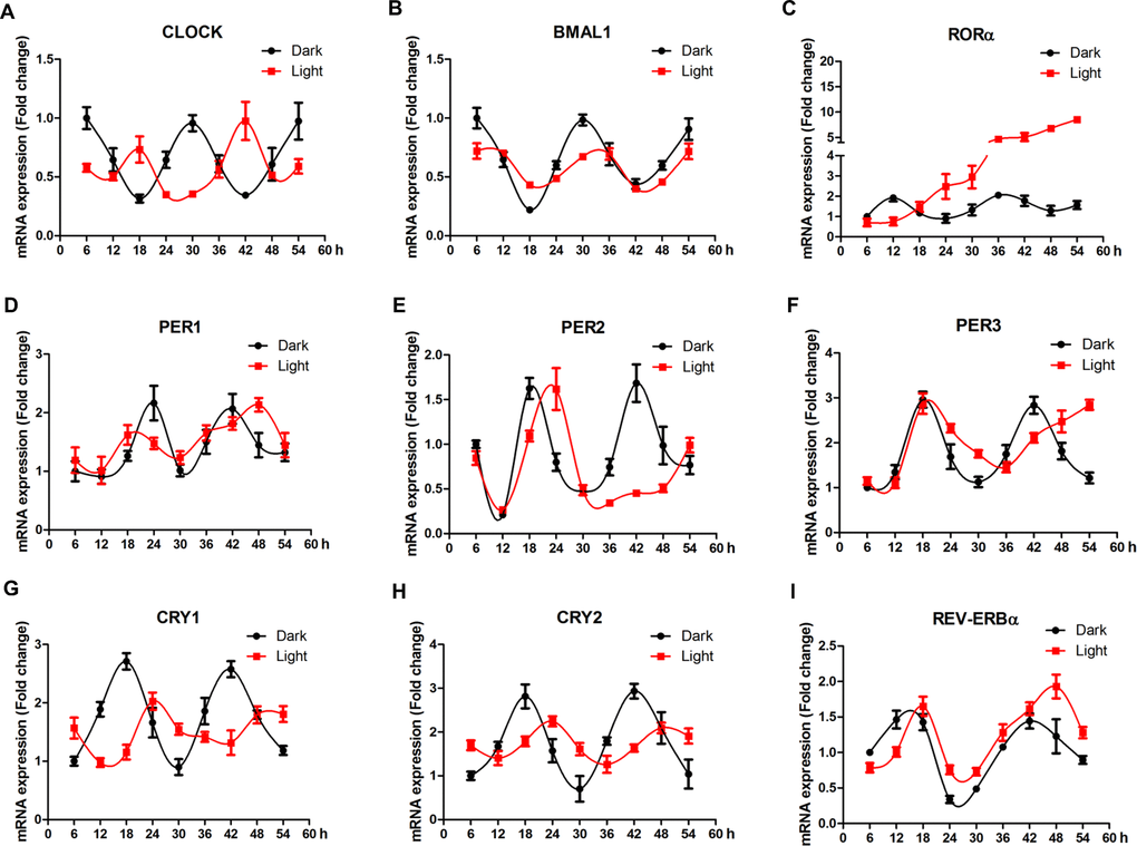 White LED light influences the circadian rhythm of clock-related genes in HT-22 cells. (A–B) Clock and bmal1 mRNA, showing time-phase shift and suppressed oscillation amplitudes in Light group; (C) Rorα mRNA, showing diminished circadian rhythm and a continous increase in mRNA abundance over the period of examination in Light group; (D–E) Per1, per2 and per3 mRNA expression, showing reduced oscillation frequencies in Light group; (G–H) Cry1 and cry2 mRNA, displaying obvious time-phase shift and significantly suppressed oscillation amplitudes in Light group; (I) Rev-erbα mRNA, showing an obvious time-phase shift in Light group.