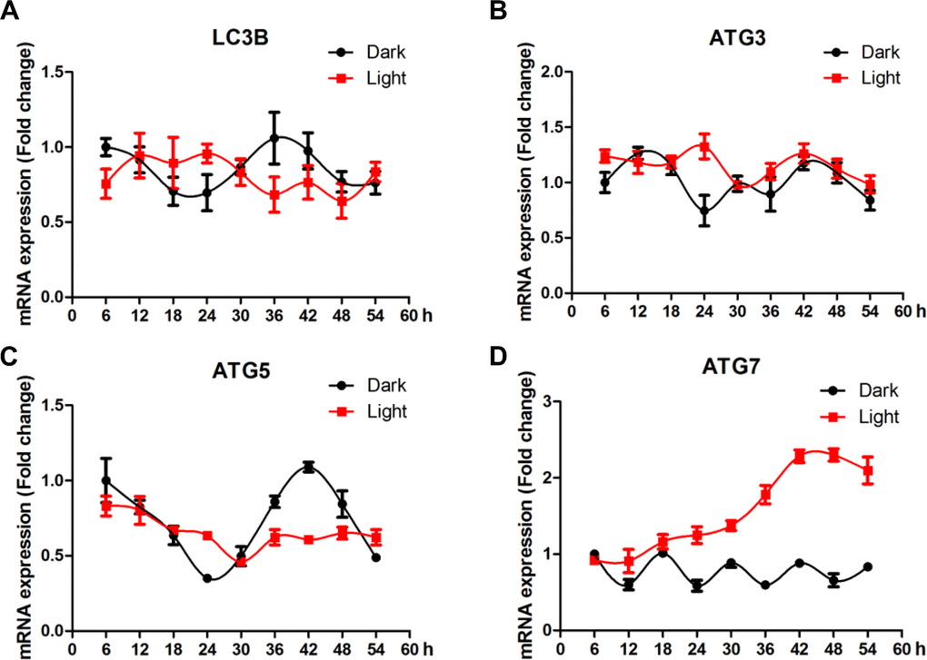 White LED light influences the circadian rhythm of autophagy-related genes expression in HT-22 cells. (A) Lc3b mRNA, with no clear pattern of circadian rhythm and no significant alterations in Light group; (B–C) Atg3 and atg5 mRNA, showing significantly blunted fluctuation in light-exposed cells; (D) Atg7 mRNA, showing a continuous increase in mRNA abundance until a plateau was reached 42 h after light exposure.