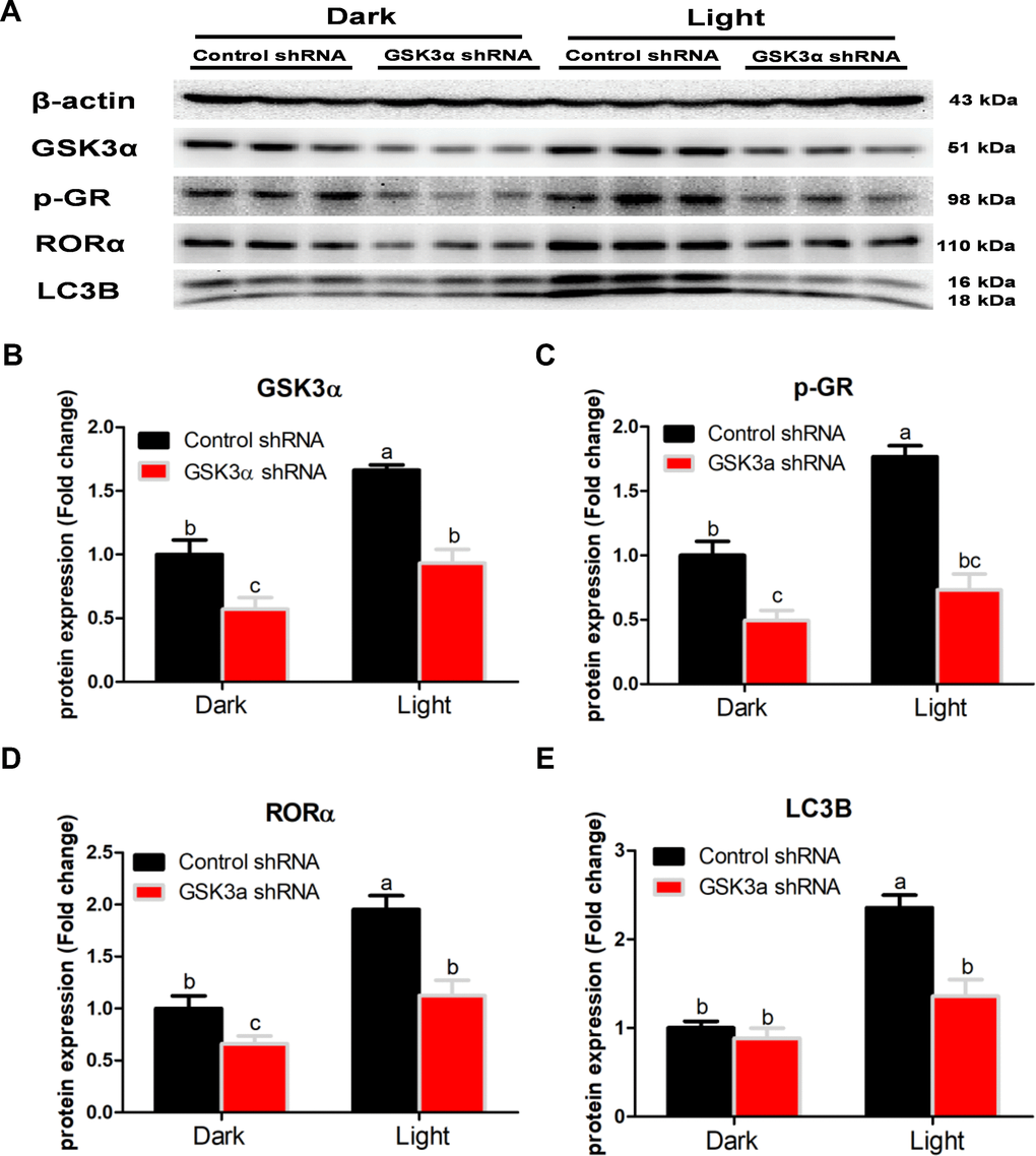 Knockdown of GSK3α significantly suppresses protein content of GSK3α, p-GR, RORα and LC3B in HT-22 cells. (A) Images of bands detected in Western blot analyses; (B) Protein content of GSK3α; (C) Protein content of phospho-GR; (D) Protein content of RORα; (E) Protein content of LC3B. Values are means ± SEM. Bars with different superscripts are significantly different from each other (p 