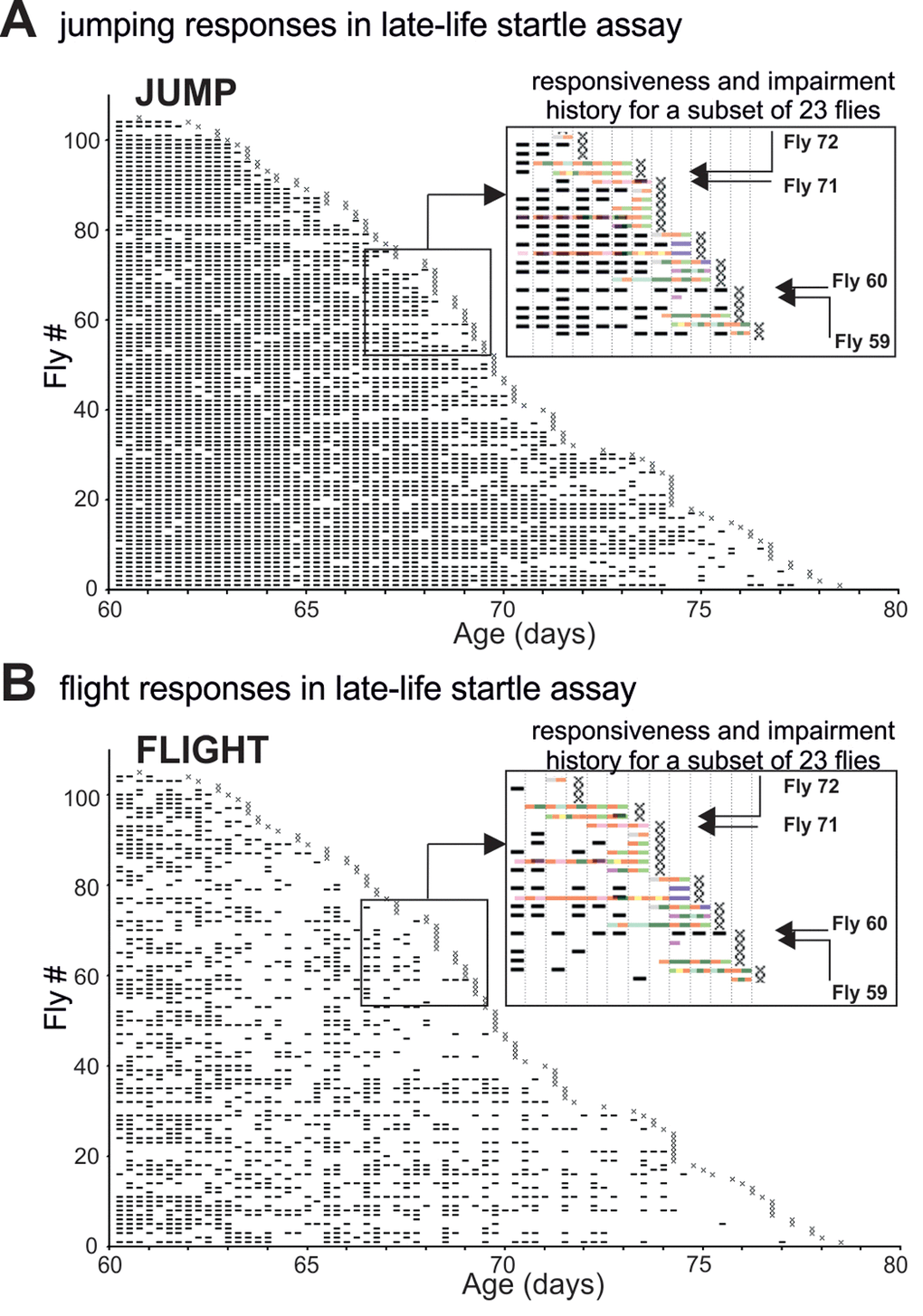 The pathophysiology of motor performance in the startle assay. (A-B) Event-history charts depict jump (A) and flight (B) responses of 104 males tested individually every 6 hours between 60d of age and death (see also Figure 1 A). For each fly and each trial responsiveness is indicated by a dash and irresponsiveness by a blank. Insets show overlays of the impairment history (see Figure 1A-C) and the jump/flight responses for a subset of individuals. Note that impairment span was accompanied by a significant reduction in the numbers of jump or flight responses. Four individual flies (F59, F60, F71, F72) were selected as representative case-reports. Fly 59 exhibited paradoxical behavior 18h prior to death and showed no jumping or flight responses during the last 60h of life. Fly 60 showed no impairment and responded with jumping or flight at almost every single trial. Fly 71 was diagnosed with mild climbing impairment and left femur-tibia joint immobility 18 h prior to death. It performed jump but no flight responses. Fly 72 had a defective prothoracic femur-tibia joint and showed multiple climbing defects already 30 hours prior to death. It failed to respond at every late-life trial.