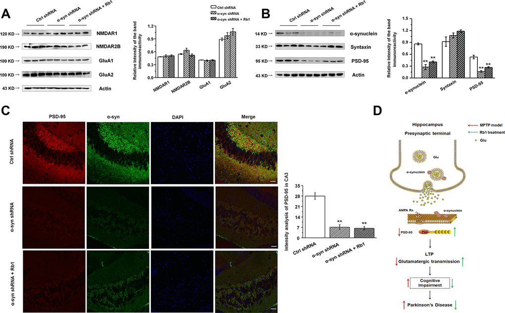 Effect of CA3 α-synuclein knockdown on the glutamate receptors and synaptic expressions in the hippocampus. (A and B) LV- α-synuclein shRNA or control shRNA virus was stereotaxically injected in the hippocampal CA3 region, and the effect of α-synuclein knockdown on the glutamate receptors and synaptic expressions in the hippocampus was determined by Western blotting. © Double staining of α-synuclein with PSD-95 in the hippocampal CA3 was shown. n = 10 per group. Scale bar, 80 μm. (D) Schematic model for Rb1-mediated improvement of cognitive deficits in the MPTP mouse model of PD. Western blotting results are from three of the nine mice in each group and are expressed as the mean ± SEM of three experiments. **p post hoc comparisons.