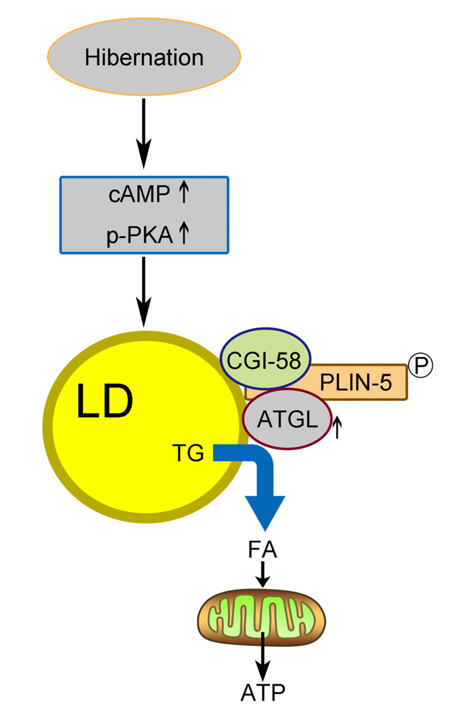 Schematic diagram of LD breakdown during hibernation in the liver of Chinese Soft-Shelled Turtle (Pelodiscus sinensis). Entering hibernation, activated cAMP/PKA signals in the liver recruit ATGL to the surface of the LDs. Meanwhile, phosphorylation of perilipin-5 on the LD surface promotes the CGI-58-mediated induction of ATGL via the interaction between CGI-58 and ATGL. Ultimately, FAs hydrolyzed from TGs stored in LDs are transported into mitochondria for β-oxidation, thereby maintaining energy hemostasis in the body.