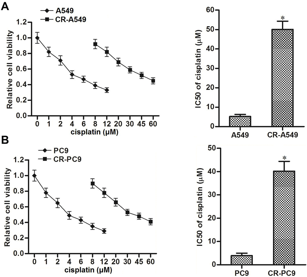 Cisplatin resistance of CR-A549 and CR-PC9 cells. (A) After treatment with different concentrations of cisplatin (0–60 μM), viability of A549 and CR-A549 cells was detected by using MTT assays. *P vs. A549 cells. (B) After treatment with different concentrations of cisplatin (0–60 μM), viability of PC9 and CR-PC9 cells was detected by using MTT assays. *P vs. PC9 cells.