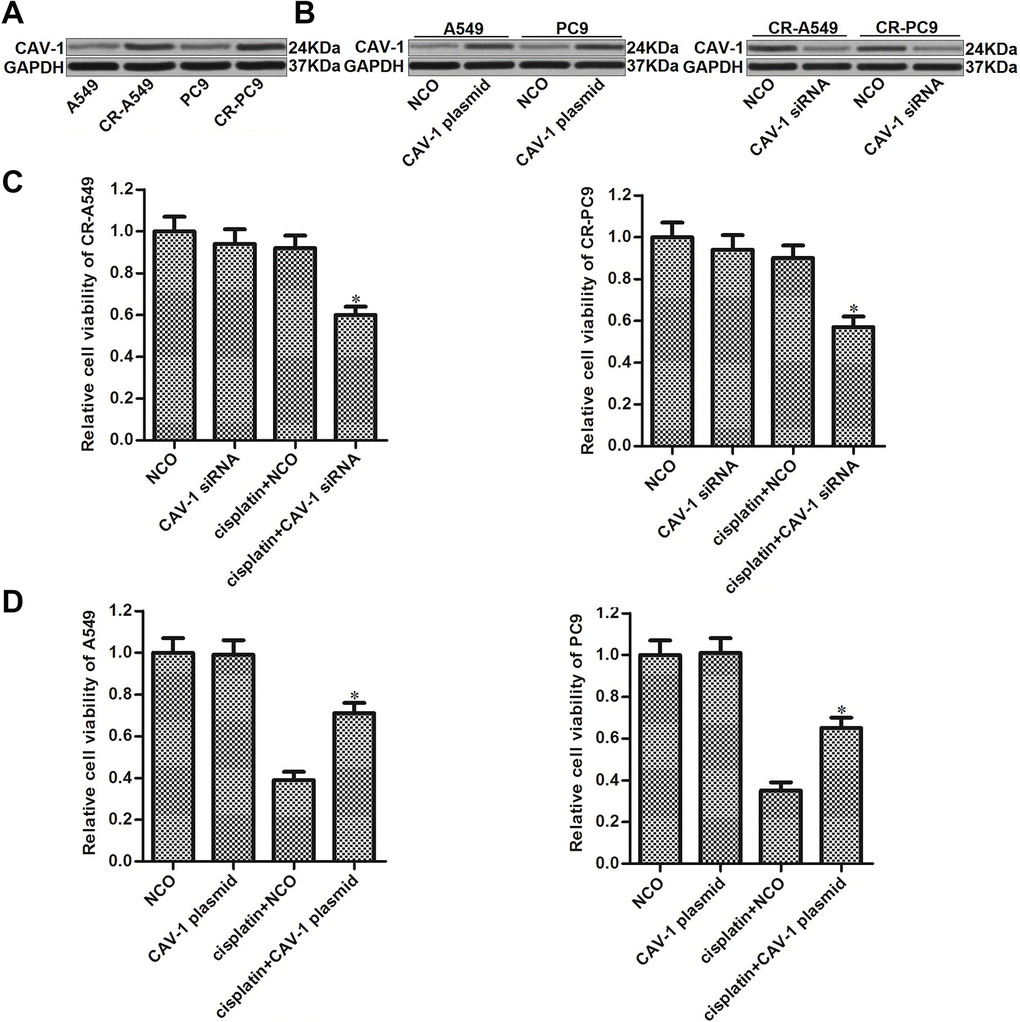 Role of CAV-1 in regulating cisplatin sensitivity in NSCLC. (A) Expression of CAV-1 in A549, CR-A549, PC9, and CR-PC9 cells was detected by western blot analysis. (B) Effect of the CAV-1 plasmid (2 μg/ml) and CAV-1 siRNA (50 pmol/ml) on the expression level of CAV-1 in A549, CR-A549, PC9, and CR-PC9 cells. (C) Effect of CAV-1 siRNA (50 pmol/ml) on the sensitivity of CR-A549 and CR-PC9 cells to cisplatin (8 μM) treatment. *P vs. Cisplatin+NCO group. (D) Effect of the CAV-1 plasmid (2 μg/ml) on the sensitivity of A549 and PC9 cells to cisplatin (8 μM) treatment. *P vs. Cisplatin+NCO group.
