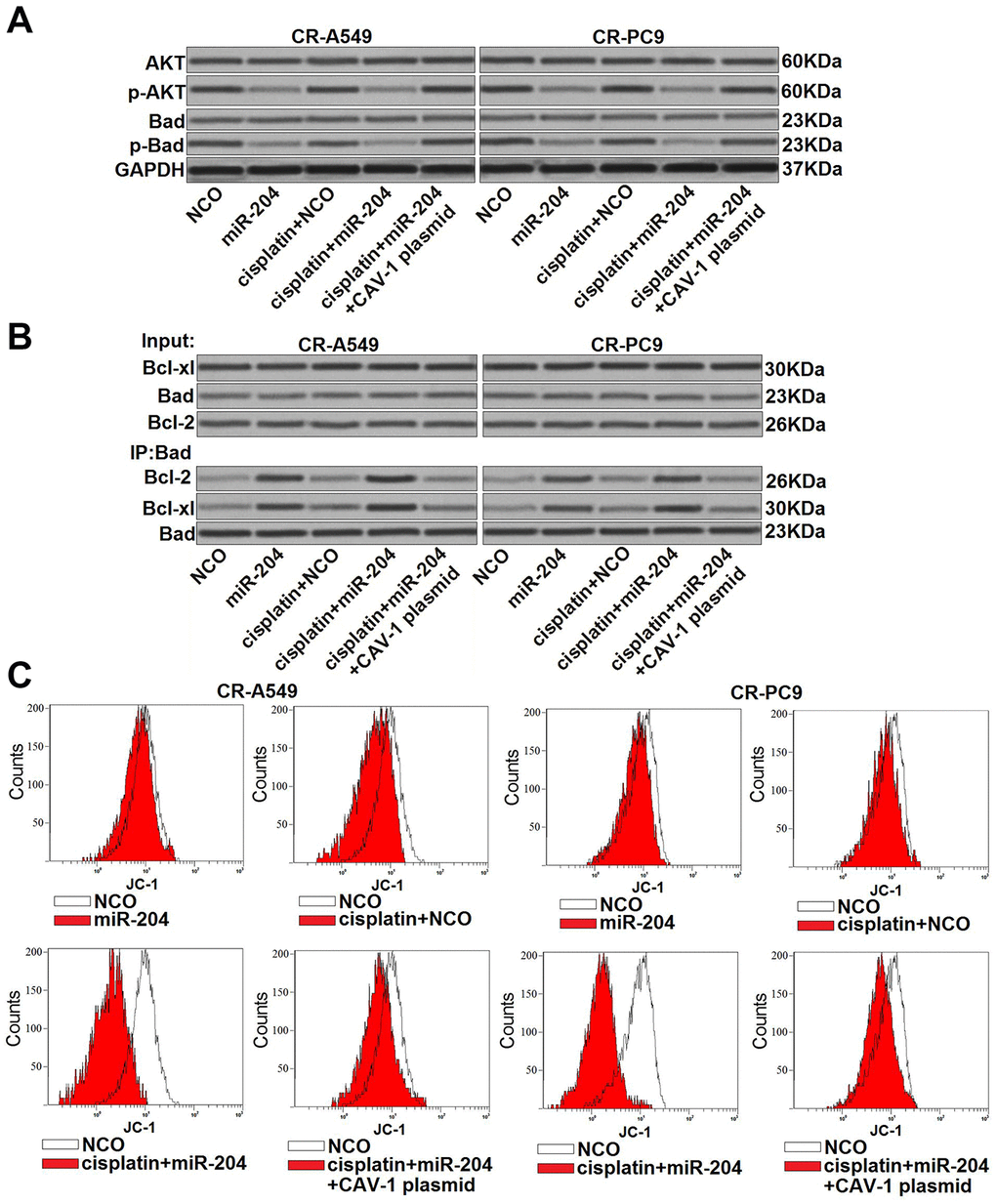 miR-204/CAV-1 axis regulates the AKT/Bad pathway in cisplatin-resistant NSCLC cells. (A) Effect of miR-204 (50 pmol/ml), cisplatin (8 μM), and the CVA-1 plasmid (2 μg/ml) on the phosphorylation of AKT and Bad in CR-A549 and CR-PC9 cells. (B) A co-immunoprecipitation assay was performed to evaluate interactions with Bad and Bcl-xl/Bcl-2 after treatment with miR-204 (50 pmol/ml), cisplatin (8 μM), and the CVA-1 plasmid (2 μg/ml). (C) Effect of miR-204 (50 pmol/ml), cisplatin (8 μM), and the CVA-1 plasmid (2 μg/ml) on the mitochondrial membrane potential (ΔΨm) of CR-A549 and CR-PC9 cells.