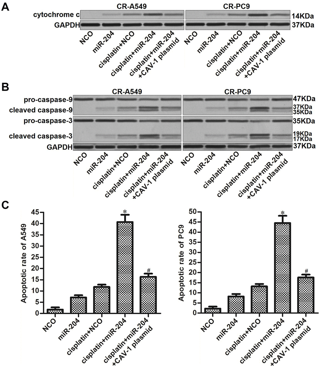 miR-204/CAV-1 axis regulates the mitochondrial apoptosis pathway in cisplatin-resistant NSCLC cells. (A) After mitochondria removal, the protein level of cytochrome c in cytosol was measured using western blot analysis. (B) Cleavage of caspase-9 and caspase-3 in CR-A549 and CR-PC9 cells was detected using western blot analysis. (C) Effect of miR-204 (50 pmol/ml), cisplatin (8 μM), and the CVA-1 plasmid (2 μg/ml) on the apoptotic rate of CR-A549 and CR-PC9 cells. *P vs. Cisplatin+NCO group. #P vs. Cisplatin+miR-204 group.