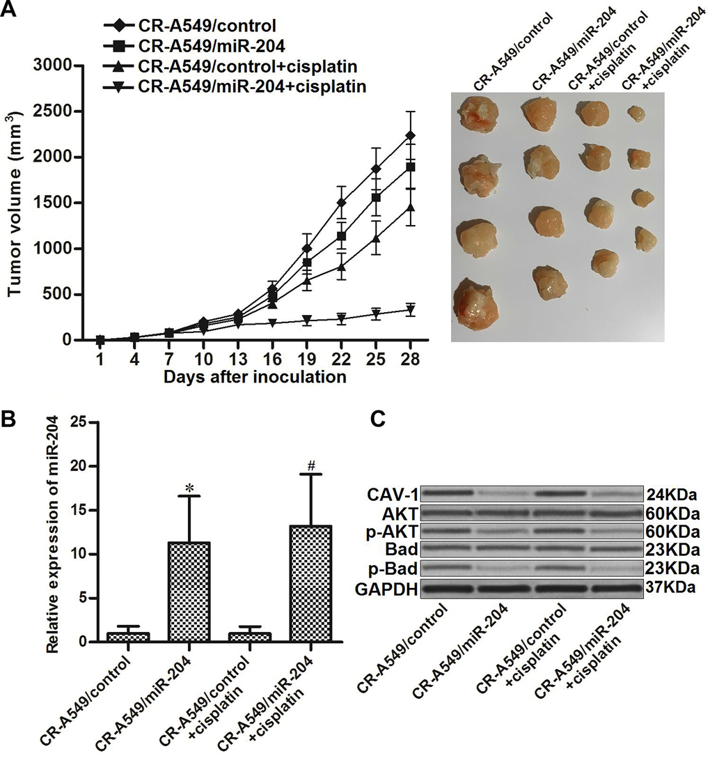 miR-204 enhances the anti-tumor effect of cisplatin on cisplatin-resistant NSCLC in vivo. (A) Nude mice were inoculated with CR-A549/control or CR-A549/miR-204 cells before treatment with cisplatin (5 mg/kg) twice a week. Tumor volumes were detected every three days until the experimental end-point (28 days post-injection). (B) Expression of miR-204 in tumor tissues was measured by qRT-PCR analysis. *P vs. CR-A549/control group. #P vs. CR-A549/control+cisplatin group. (C) Expression of CAV-1 and phosphorylation of AKT and Bad were evaluated by western blot analysis.