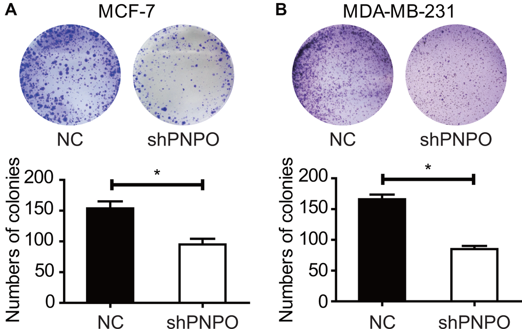 The effect of PNPO on the colony formation in breast cancer cells. (A) Detection of colonies in MCF-7 cells. (B) Detection of colonies in MDA-MB-231 cells. Upper panel, pictures of colony formation; lower panel, quantification of colony number. NC, negative control of shRNA; shPNPO, PNPO-shRNA. n = 3; * P 