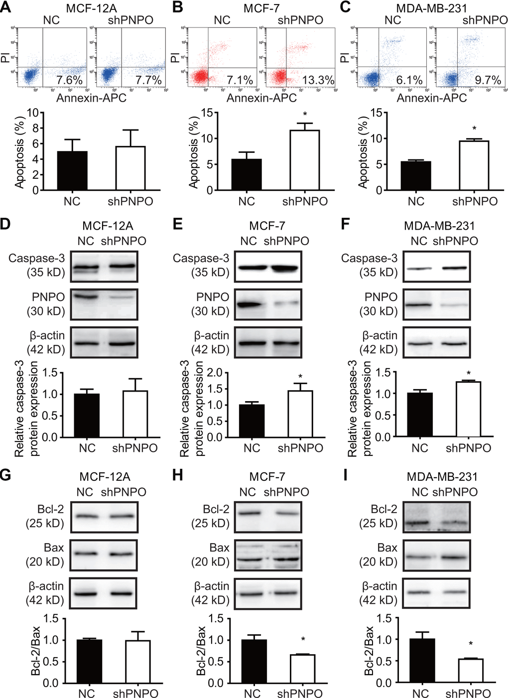 The effect of PNPO on breast cell apoptosis. (A–C) Apoptotic cells were detected by flow cytometry after PNPO knockdown in MCF-12A (A), MCF-7 (B), and MDA-MB-231 (C) cells. (D–F) Expression of caspase-3 and PNPO protein after PNPO knockdown in MCF-12A (D), MCF-7 (E), and MDA-MB-231 (F) cells detection by Western blot. (G–I) Expression of Bcl-2 and Bax protein after PNPO knockdown in MCF-12A (G), MCF-7 (H), and MDA-MB-231 (I) cells detection by Western blot. Histograms show the quantitative analyses. NC, negative control of shRNA; shPNPO, PNPO-shRNA. n =3; * P 
